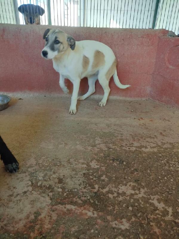 Astra - Nato/a il: Agosto 2025 Razza: Meticcio simil lupoide Taglia: Media Peso: da adulta 20-23 kg Carattere: Dolce, buona Foto 8